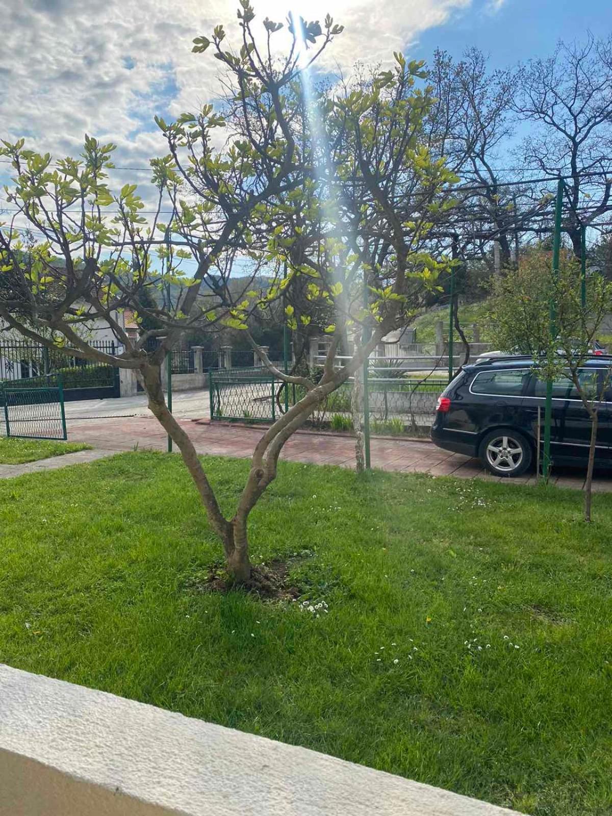 Apartmani Zelenika Herceg Novi Kamer foto
